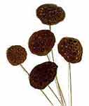 Dried